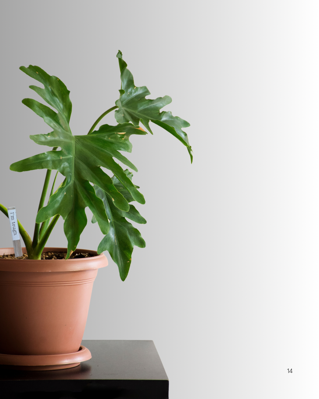 Atti-tubes for Plants