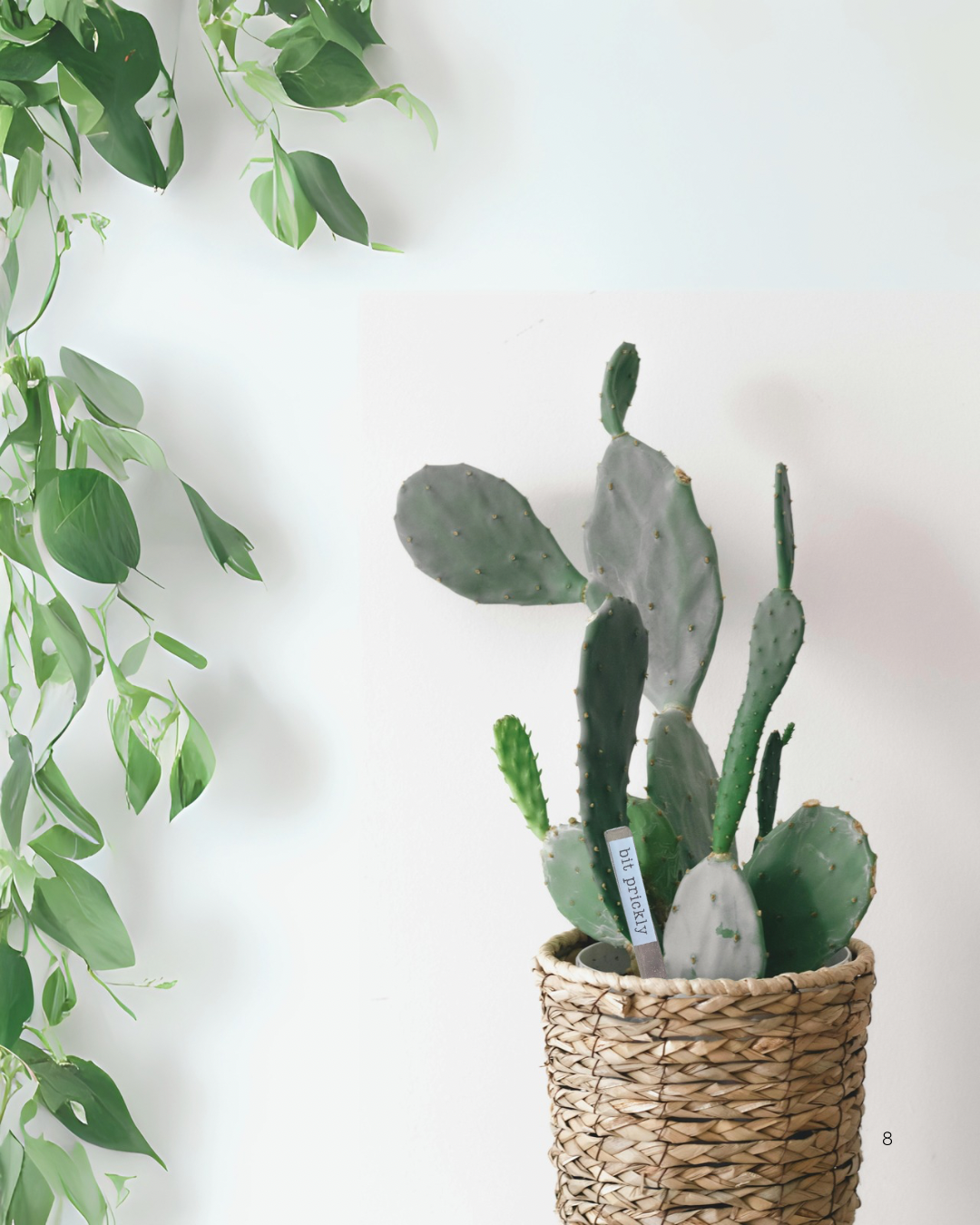 Atti-tubes for Plants