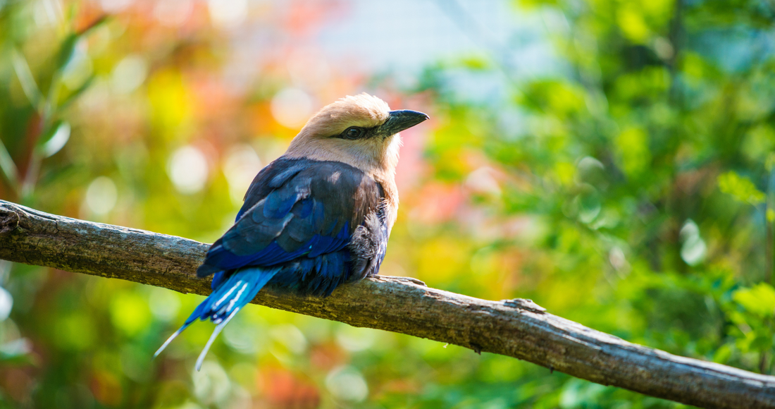 It’s the birds…