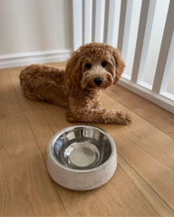 Dog Bowl