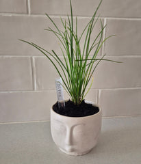 Facey Planter