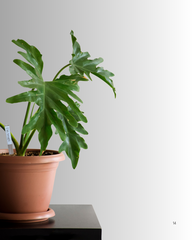 Planter Sticks with Atti-Tube