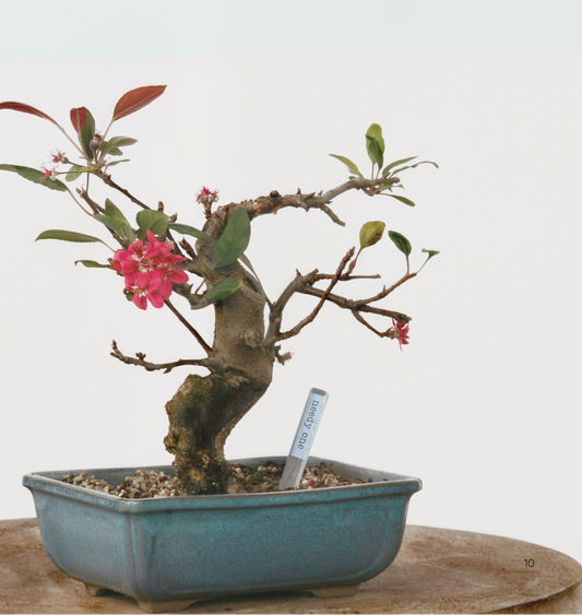 Atti-tubes for Plants